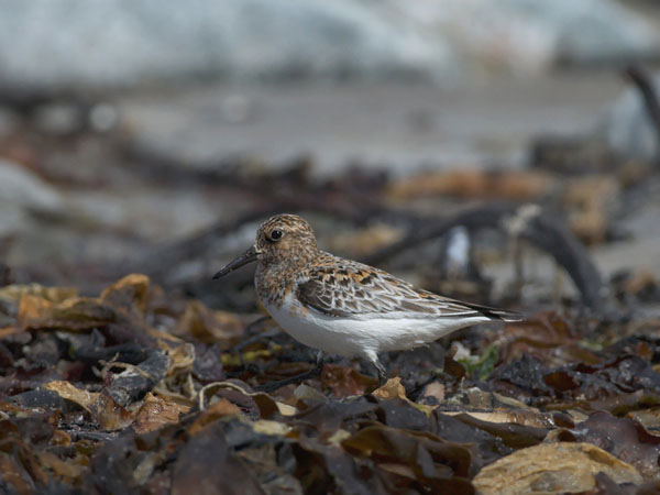 Pulmussirri, Sanderling, Calidris alba
